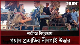 বিলুপ্তপ্রায় গয়াল প্রজাতির নীলগাই উদ্ধার | Blue Cow | Natore | Desh TV