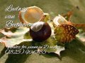 Waltz for piano in D major (1825) WoO 85 - Ludwig van Beethoven