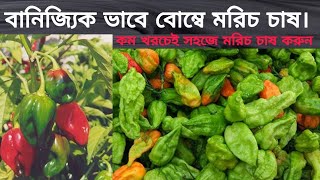 বানিজ্যিক ভাবে কম খরচে বোম্বে মরিচ চাষ পদ্ধতি(A-Z) নাগা মরিচ চাষ পদ্ধতি। Bombay pepper cultivation