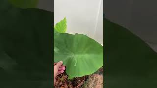 Colocasia esculenta Big Dipperของแท้น้ำที่กลิ้งบนใบจะไม่ติดน้ำเหมือนบอนถ้วยกาแฟ