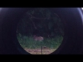 rabbit hunting with logun s16 .22 scope cam