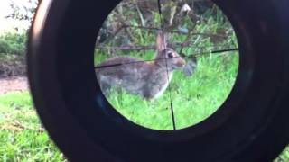 Rabbit hunting with logun s16 .22 scope cam