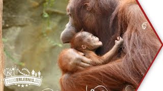 Orang-Utan-Baby im Zoo Rostock (2017 geboren)