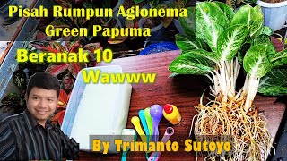 Pisah rumpun Aglonema Green Papuma beranak 10, uwaww banget ya.