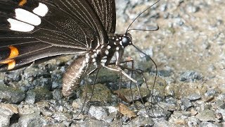 【吸水行動】地面の水を吸うモンキアゲハ