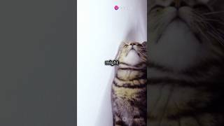 Cats have superpower!Mysterious \u0026 Funny Cat Facts You Didn't Know! #viralvideo #funniestvideo #cat