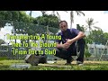 Transplanting a Young Tree to the Ground | From Pot to Soil