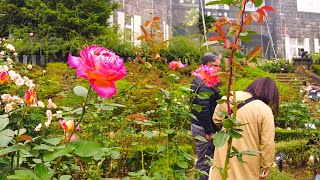 [4K]🇯🇵 Tokyo Walk - Kyu-Furukawa Gardens in Late Autumn - Nov. 2024