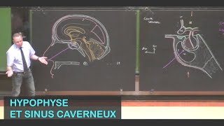 Anatomie de l'hypophyse et des sinus caverneux (Neuroanatomie 14)