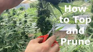 GSF21 E4 How to Top and Prune Hemp Plants