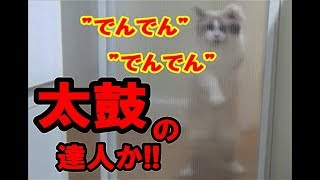 バリケード破り猫 ラグドールのコハク君 Ragdoll Cat Kohaku. He is full of fighting spirit.