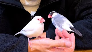 2025年の元旦も文鳥♀が驚きの行動に出ました...【近況報告】