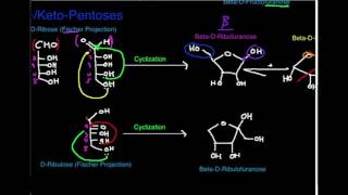 Carbohydrate Structure: Aldopentoses and Ketopentoses