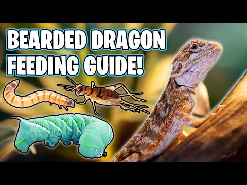 What should a bearded dragon eat daily?
