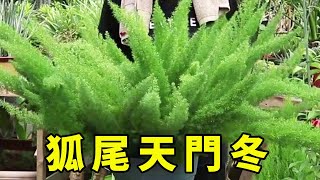 室內光照弱，就養狐尾天門冬，好養又漂亮，長出上百條“綠尾巴”【養花匠小齊】