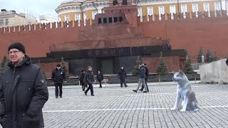 Хатико, Ленин и печник - РЕАЛЬНОСТЬ.Новости