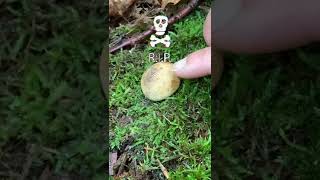 Don't Pick THESE!! Puffball VS Shaggy Mane Mushrooms #mushroomhunting