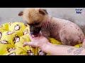 Pomeranian Rescued From Cage Grows The Fluffiest Coat  The Dodo