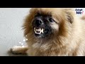 Pomeranian Rescued From Cage Grows The Fluffiest Coat  The Dodo