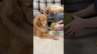 Duoduo, my ability is limited, just let it chew open the durian. The dog has become a spirit. Golde