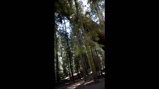 Two Giant Sequoias Falling