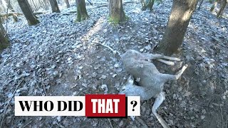 TRAIL CAMERA Reveals Who Feasted on DEER CARCASS in the Woods!