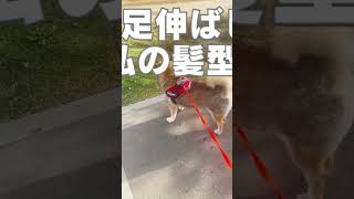 なぜ私を見るの？#柴犬