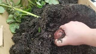 Mrs. Sauer Harvests Potatoes