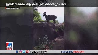 ഇടുക്കി മറയൂരിൽ അഞ്ച് പേരെ ആക്രമിച്ച വരയാടിനെ പിടികൂടി വനം വകുപ്പ് | Idukki - Marayur