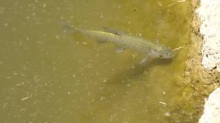 東京生き物図鑑　碑文谷公園弁天池のモツゴ