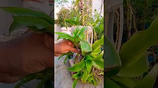 Basket plant propagation | callisia fragrans plant growing #shorts #youtubeshorts Octopus plant