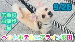 9/26午後☀️ワンちゃんお散歩ドッグラン〜猫ちゃん〜ご様子です♪羽田空港近くのペットホテルエアライン羽田にご宿泊中のペットちゃん達です♡無料送迎なので楽々チェックイン