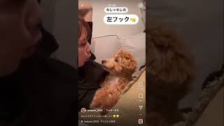 犬にちょっかいかけた結果w