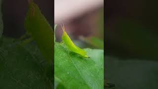 Baru tahu belalang kalau b3rtelur ngeden dan  tendang #belalang #viralvideo #insects #fyp #fypviral