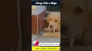 best funny cats and dogs videos 2023 - funniest cats and dogs videos
