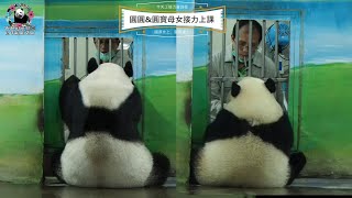 20211211 圓圓and圓寶母女接力上課囉 The Giant Panda Yuan Yuan and Yuan Bao