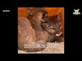 rose and sage an orphaned mountain lion rescue story