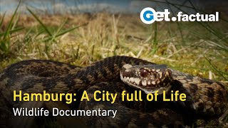Hamburg Unleashed: Wildlife in the City | Full Documentary