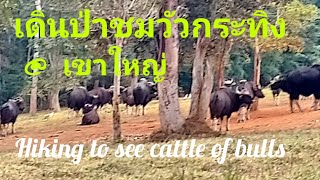 เดินป่าชมทุ่งวัวกระทิง @ เขาใหญ่ Hiking to see the cattle of  bulls @ Khao Yai