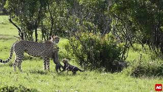 Cheetah cubs galore! [Best Video Clip 2019 entry]