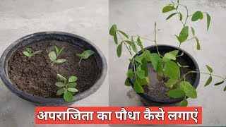 अपराजिता का पौधा कैसे लगाएं | अपराजिता के बीज कैसे उगाएं | How to grow Aprajita plant