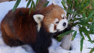 美味しそうにご飯を食べてました（円山動物園　レッサーパンダの小百合）#レッサーパン #redpanda