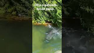 O siluro...peixe monstro!                       #pescaria #fish #peixes #nature #pesca #pescadores