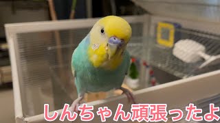 2021.6.3 しんちゃん頑張ったよ　【セキセイインコしんちゃん】