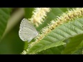 里山散歩　梅雨入り　　2014・6・8