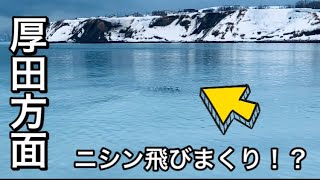 厚田方面でニシンの群来発生！？