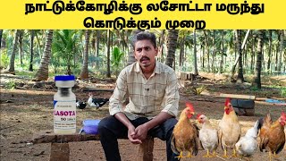 How to use lasota vaccine in country chicken/நாட்டுக்கோழிக்கு லசோட்டா மருந்து கொடுக்கும் முறை