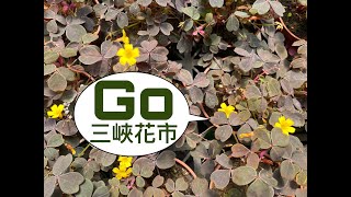 買花植物必去（三峽花市）