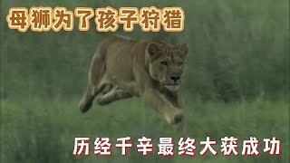 母狮为了孩子狩猎水牛，历经千辛万苦，最后终于获得成功