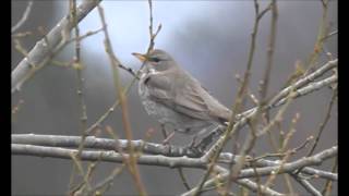 Black-throated Thrush, Bergen, Norway 04.02.2014